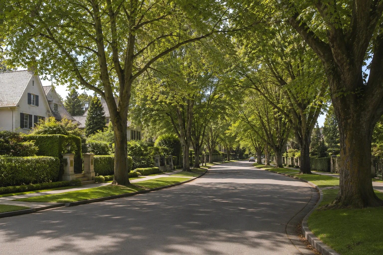 Illustrative tree-lined Shaughnessy residential street